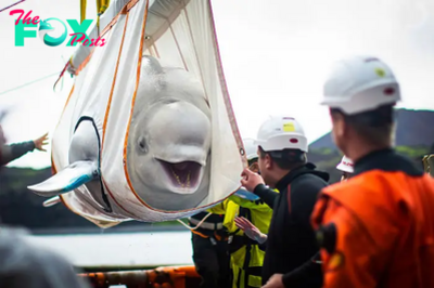 Aww The Beluga whale happily shed tears when rescued after a circus performance that melted everyone’s heart.