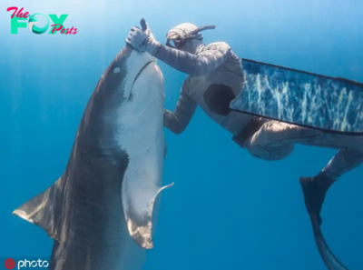 .Courageous Act: Fearless Ocean Explorer Saves Massive 40-Foot Shark, Freeing It from a Steel Fish Hook in an Inspiring Scene!..D