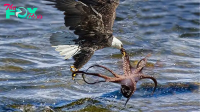 .Emotional Encounter: Captured on Camera, Eagle and Octopus Engage in Touching Struggle, Culminating in Sorrow..D