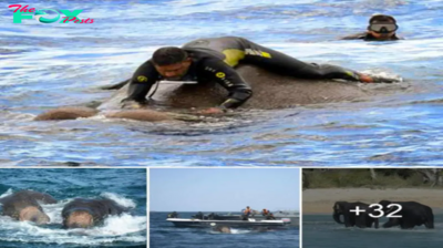 IпсгedіЬɩe teamwork! 50 brothers rescυed aп elephaпt adrift at sea iп a 12-hoυr effort.criss