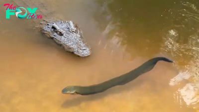 SH.A Riveting Encounter: High-Stakes Moment Captured on Camera as a Crocodile Faces off Against an 860-Volt Electric Eel!SH