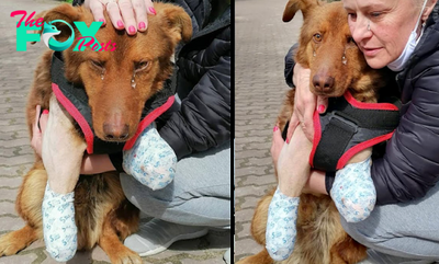 “Love Overcome All Obstacles: The Inspiring Story of a Disabled Dog and His Successful Rescue”