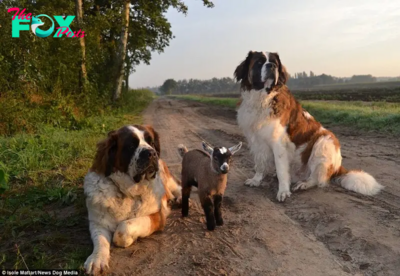 “The Beauty of Friendship: A Beloved Dog and His Friends Spread Joy and Harmony Across the Farm”