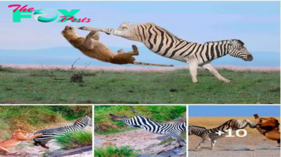The Great Escape: The zebra quickly knocked away the hungry lioness’ claws with a back kick straight to the face, stunning the lion