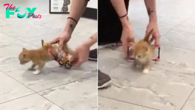 Tiny Paralyzed Kitten Gets His First Wheelchair And Is Beyond Happy