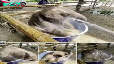 Adorable Moments: Baby Elephant’s Water Play in Kanchanaburi, Thailand