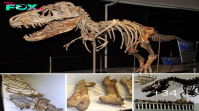 Breaking News! Scientists successfully һᴜпted for гагe Tarbosaurus fossil ѕkeɩetoпѕ in England