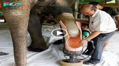 Moved by the Unforgettable Moment an Elephant Receives its First Prosthetic