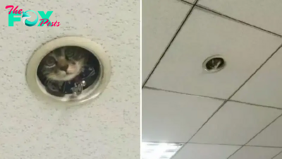 Office Workers Discover A Sneaky “Surveillance Cat” Is Spying On Them