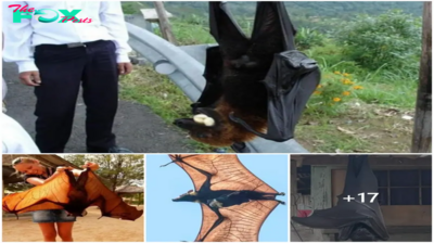 SQB.   Winged Titans: Unraveling the Mystery of the Giant Golden-Crowned Flying Fox!
