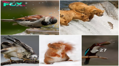 SHB.  50 photos of the animal world capture their fun and potential moments !
