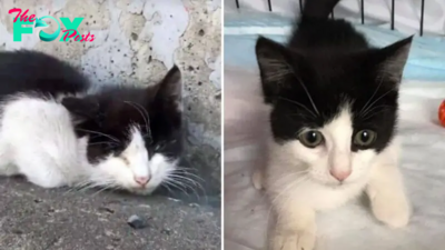 While Rescuing A Kitten, Woman Finds Another One In Desperate Need Of Help
