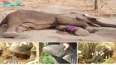 Triumphant Rescue: Baby Elephant’s Trunk Freed from Perilous Trap!