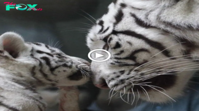 Lamz.Captivating Moment: Vet Meets Adorable White Tiger Triplets for the First Time at Liberec ZOO (Video)