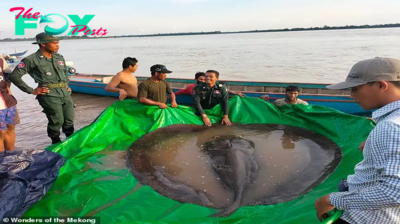 SY The largest freshwater fish in the world has been captured, resembling an enigmatic river creature of equivalent weight to that of a grizzly bear, as it is pulled from the water.