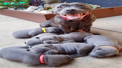 “Born with joy: The adorable journey of 6 puppies and the pride of their mother dog”