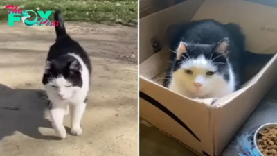 This Senior Street Cat Gets His First Taste Of Indoor Life