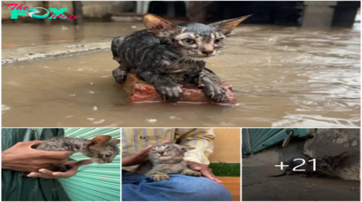 “Rainy Struggle: Witness the Heartbreaking Journey of an Unfortunate Kitten Battling the Rain, Its Desperation Amplified by the Absence of Help from Bystanders. Sw