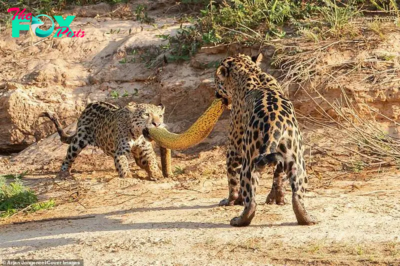 SD. “Jaguar Family’s Savage Feast: Mother and 5-Month-Old Cub Team Up to Conquer a 16-Foot Anaconda for a Delectable Dinner”