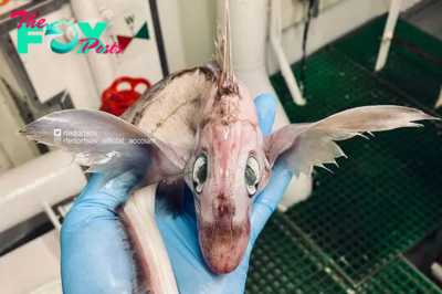 f.Mysterious ‘baby dragon’ sea creature emerges from the ocean.f
