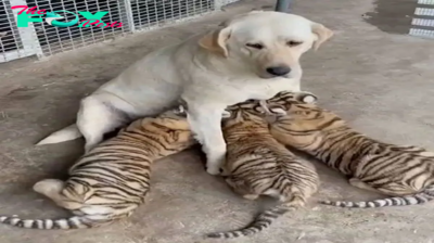“The Dog Who Raised a Tiger: A Devoted Story and an Unexpected Ending That Shocked the Internet”