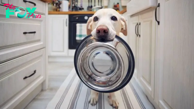 Genetic quirk in 25% of Labrador retrievers can lead to overeating, obesity