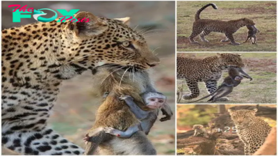 PSG: Heart-Wrenching Tale of Orphaned Baby Monkey Clinging to Mother’s Memory Amidst Tragic Leopard Encounte