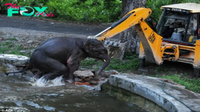 kp6.”The heroics don’t stop: Army personnel boldly save adorable baby elephant trapped in tank, resulting in a courageous and humane rescue.”