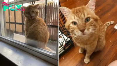 Cat Shows Up On Windowsill Ready To Leave Stray Life Behind