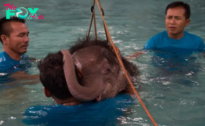 QL Courageous Beginnings: Baby Elephant Overcomes feаг of Water for Hydrotherapy, Embarking on a Journey to Walk Anew