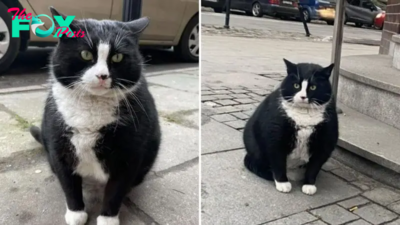 This Cat Is Rated With Five Stars On Google Maps
