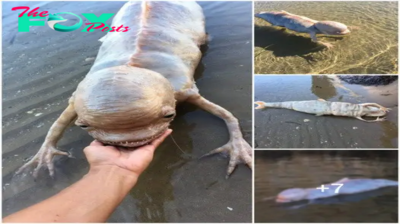 “Enigmatic Fish-Like Creature Emerges on Thai Shores with a Large Head! Unraveling the Mystery.” ‎