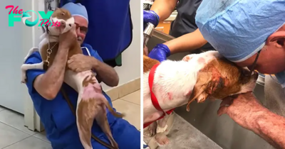 “Cuddle of Hope: A Heartfelt Encounter Between a Burned Dog and the Vet Who Saved His Life”
