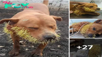 The wailing of the can: a heart-breaking scene of a beloved dog caught between thorns