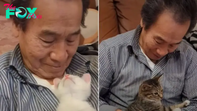 A Man Who Swore He Wasn’t A Cat Person Ends Up Fostering 75 Kittens