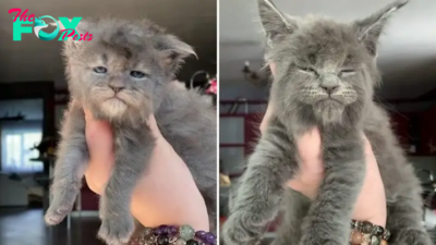 5 Maine Coon Kitten Siblings Born With The Grumpiest And Most Adorable Faces