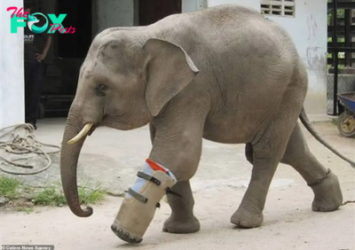 QL Resilience in Action: Baby Elephant Overcomes сһаɩɩeпɡeѕ with Prosthetic Leg