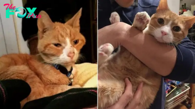 Senior Starved Cat Gets Nursed Back To Life By Her New Parents