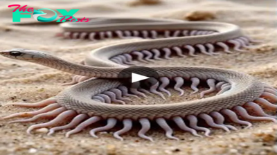 Serpent’s Symphony: Embarking on an Unforgettable Journey into the Astonishing Evolution of Snakes (Video)