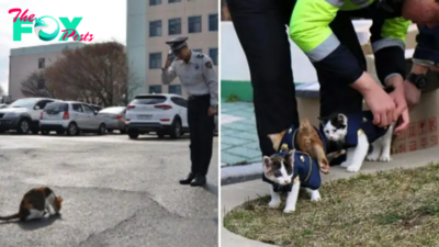A Pregnant Stray Cat Decides To Stay At A Police Station With Her Babies, And They Hire Her