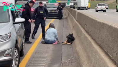 /1. Real-life hero: A girl in the United States stopped her car on the highway urgently, requesting assistance from the police to help a stray dog named Bella, lying by the roadside, waiting for help. ‎