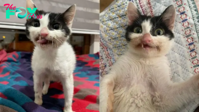 Stray Kitten Can’t Hide Her Crooked Smile After Getting A New Chance At Life