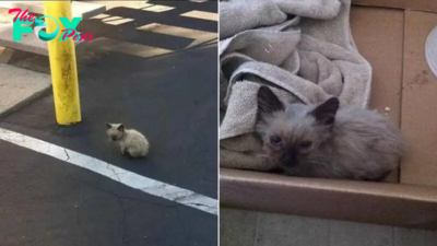 Woman Rescues A Lost Feline And Offers Him Loving Home