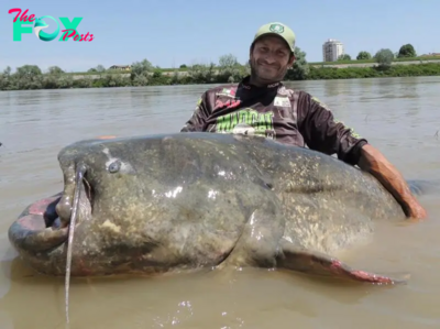 LS “”A world-record-breaking fish measuring 9 feet 4¼ inches is captured in an Italian river following a 43-minute battle.””