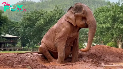 QL A һeагt-Wrenching Moment: Baby Elephant’s Cry for Help ѕtᴜсk in Mud
