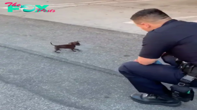 /5.Touching story: a dog named Lord walks more than 10km every day following a policeman with the hope of being adopted, touching the hearts of millions of people on the online community. ‎ ‎