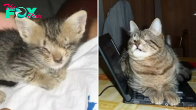 Blind Kitten Rescued By A Kind Man Who Refused To Give Up On Her