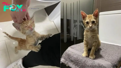 Man Finds A Tiny Kitten In A Bus Engine Who Changes His Life