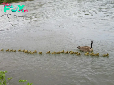 LS “””This Mother Goose, Alongside Her Partner, Cares for 47 Goslings.””