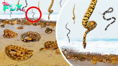 f.Delve into the phenomenon of ‘Snake Rain’ Millions of snakes fall from the sky.f